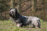 SKYE TERRIER 089
